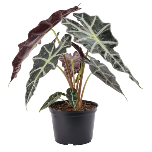 An ALOCASIA AMAZONICA plant with dark green, velvety leaves and white veins, potted in a black plastic container.