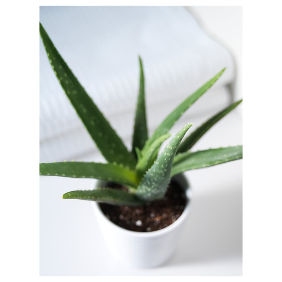 ALOE VERA Potted plant IKEA