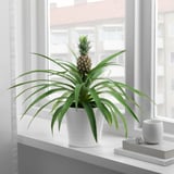 ANANAS Potted plant, Pineapple, 5 "