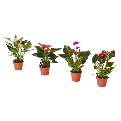 Four potted ANTHURIUM plants in various shades of pink and white, with broad green leaves, arranged in a line.