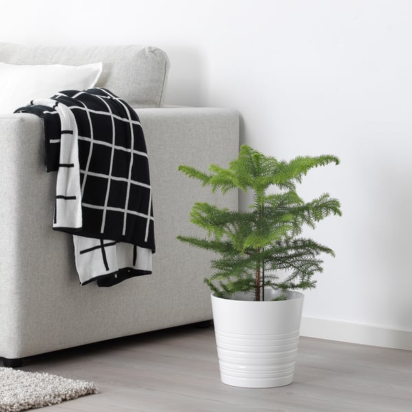 ARAUCARIA Potted plant, Norfolk island pine, 6 "