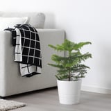ARAUCARIA Potted plant, Norfolk island pine, 6 "