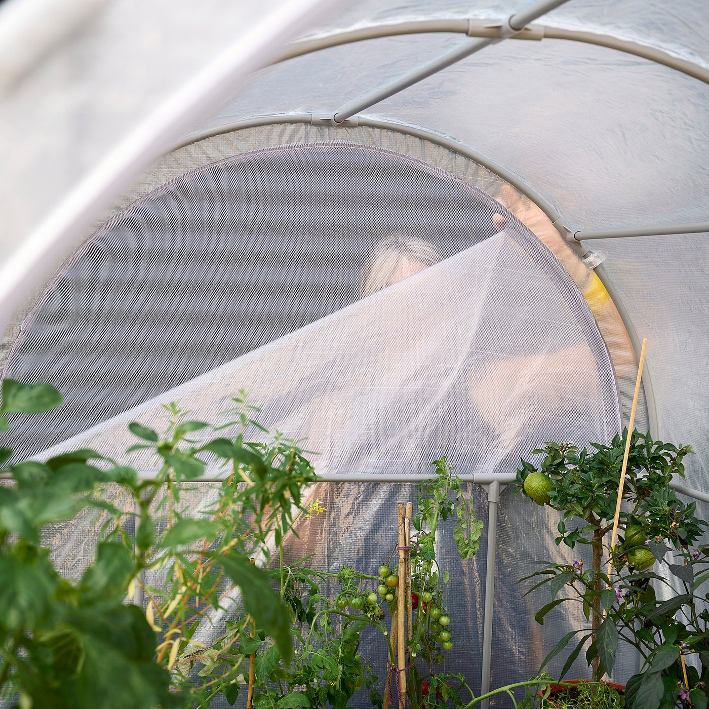 Greenhouse, transparent white 4