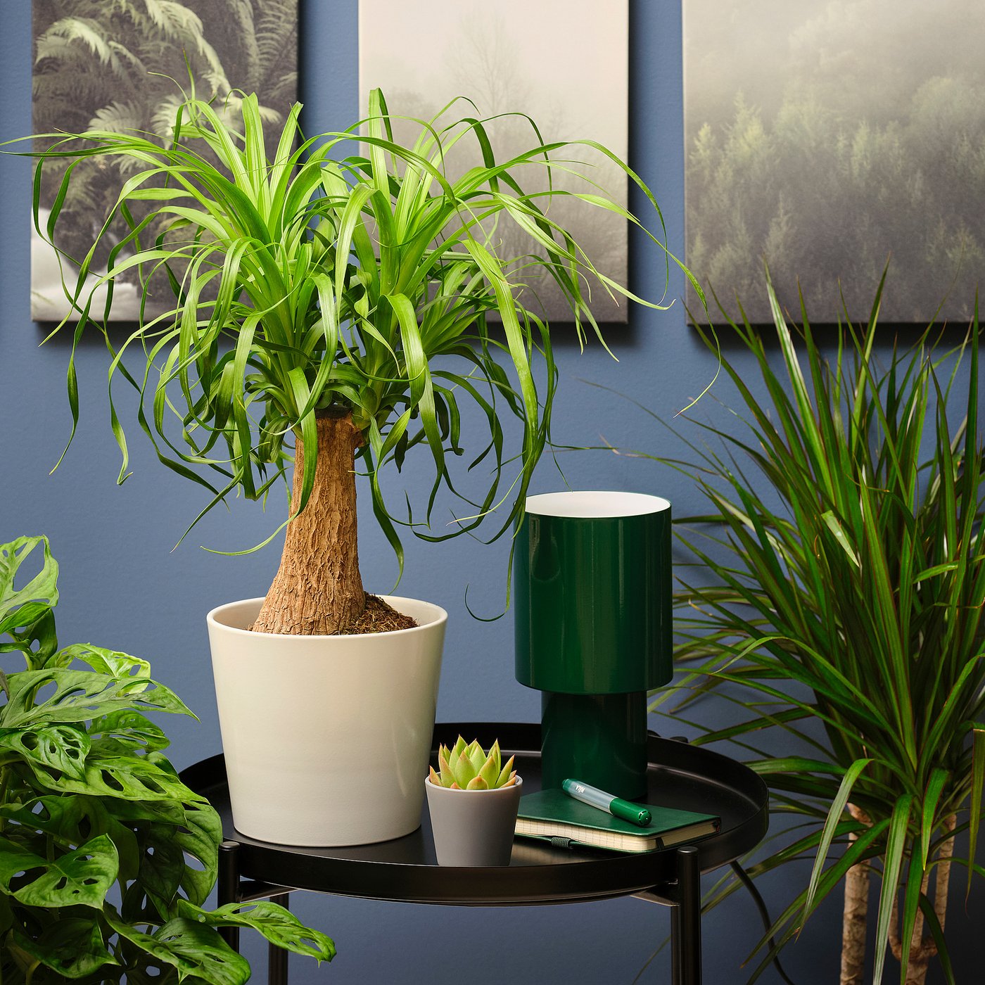 Potted plant, Elephant's foot 2