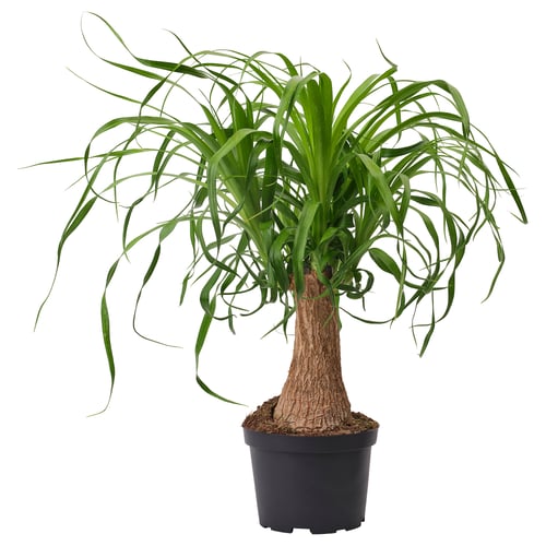 BEAUCARNEA RECURVATA Potted plant, Elephant's foot, 6 "