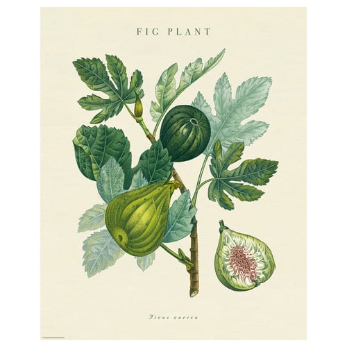 BILD - fig plant poster, green, paper, classic botanical illustration.