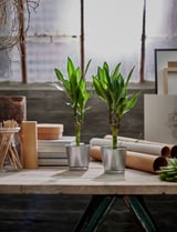 BINTJE Plant pot, galvanized, 4 ¼ "
