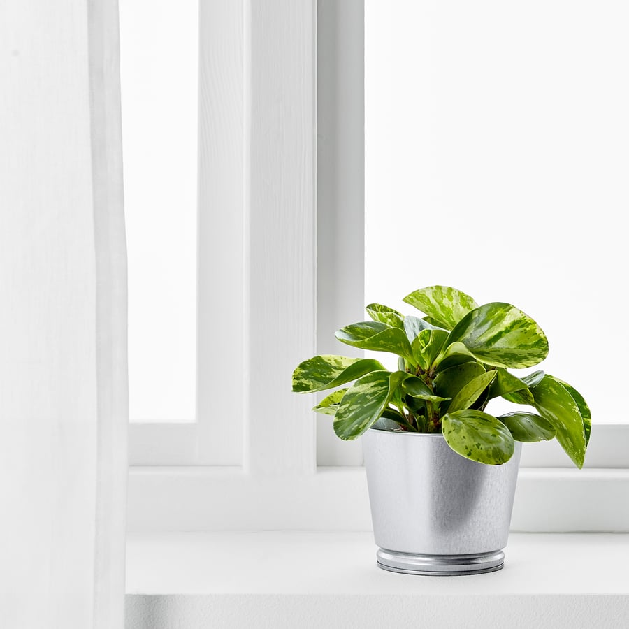 BINTJE plant pot, galvanized, 4 ¼" - IKEA
