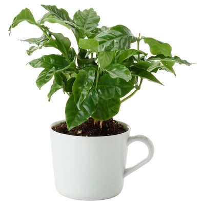 BLADVERK Potted plant in mug, assorted species plants, 3 ½ "