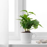BLADVERK Potted plant in mug, assorted species plants, 3 ½ "