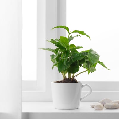 BLADVERK Potted plant in mug, assorted species plants, 3 ½ "