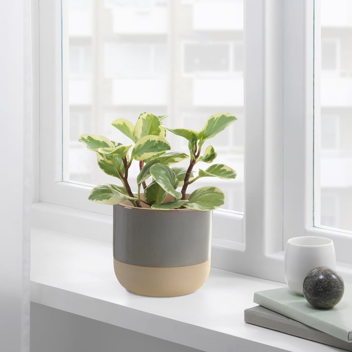 Indoor Plant Pots & Hanging Planters IKEA