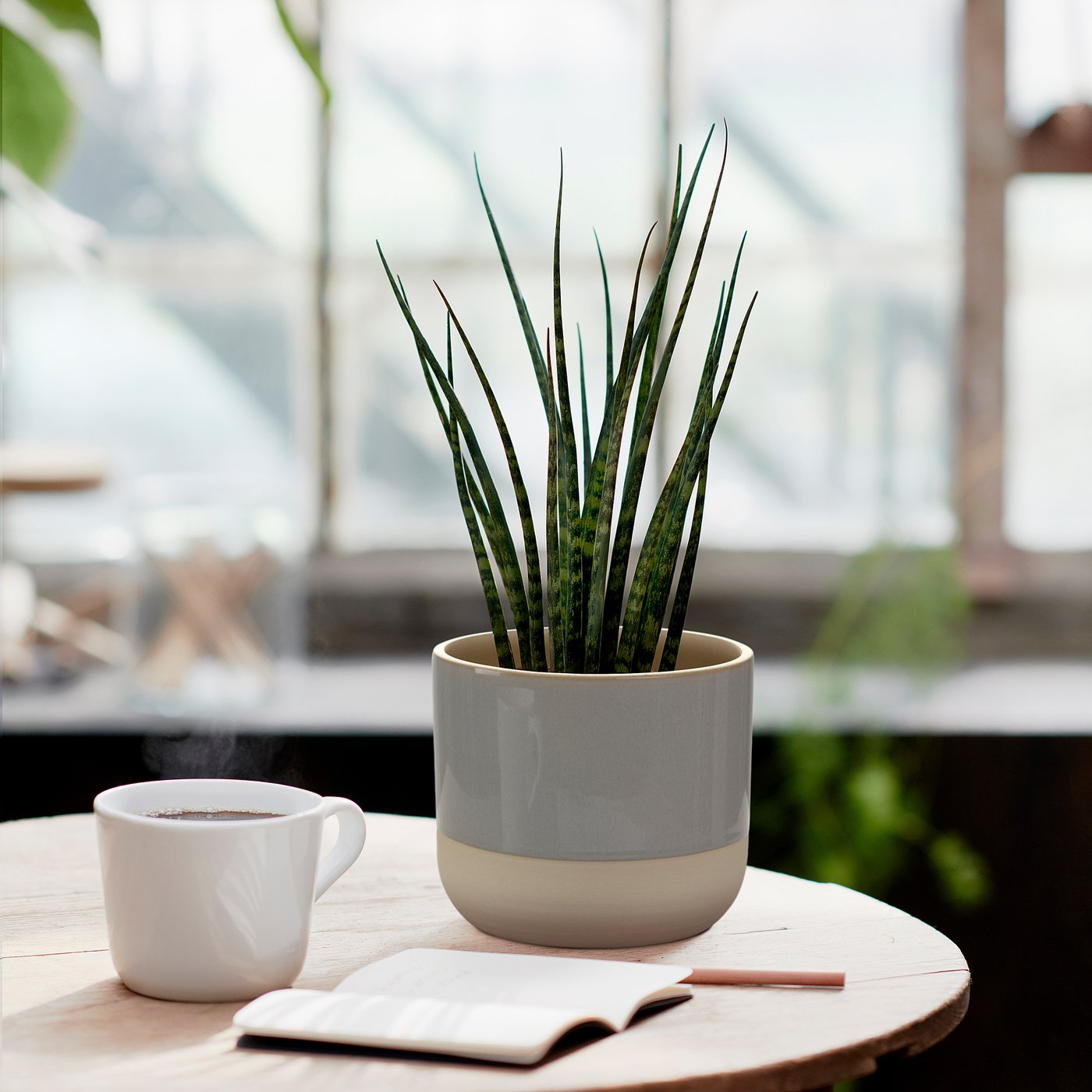 BOLLBUSKE plant pot, light gray, 4 ¼ BOLLBUSKE plant pot, light gray, 4 ¼