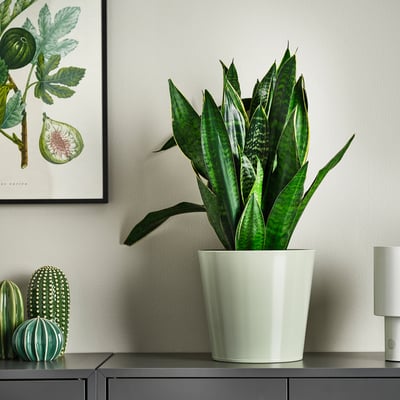 BROKSPIREA Plant pot, light green, 7 ½ "