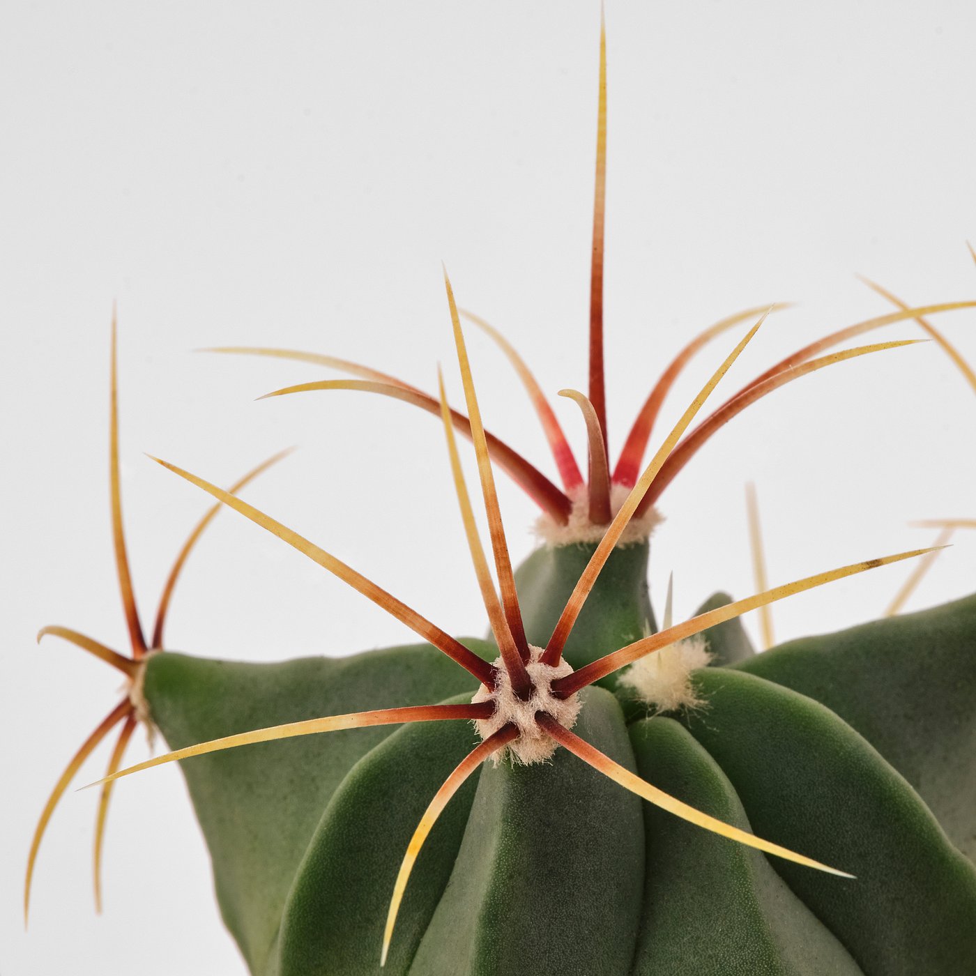 Plant with pot, cactus/assorted species plants 5