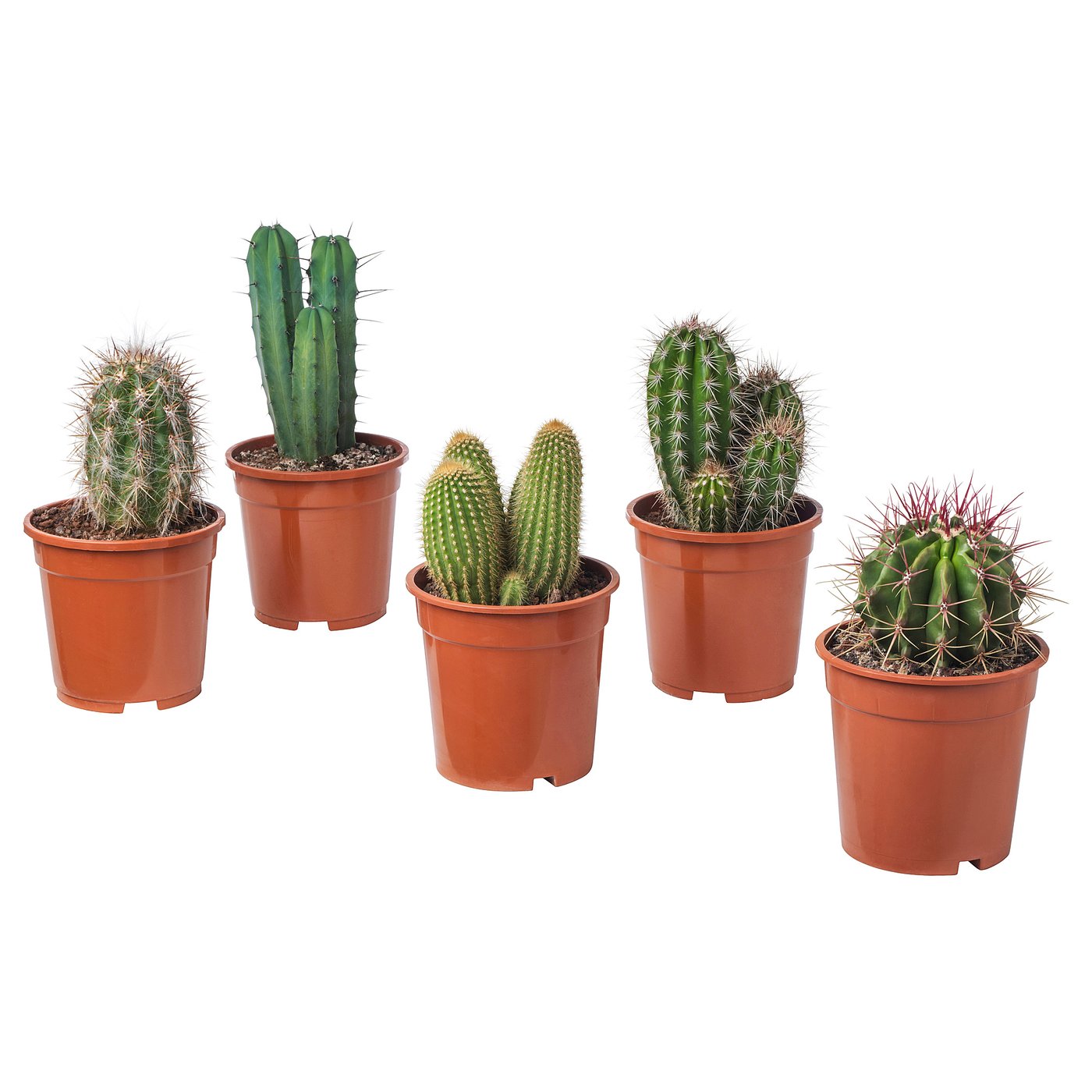 CACTACEAE Potted plant, cactus/assorted species plants, 6" IKEA