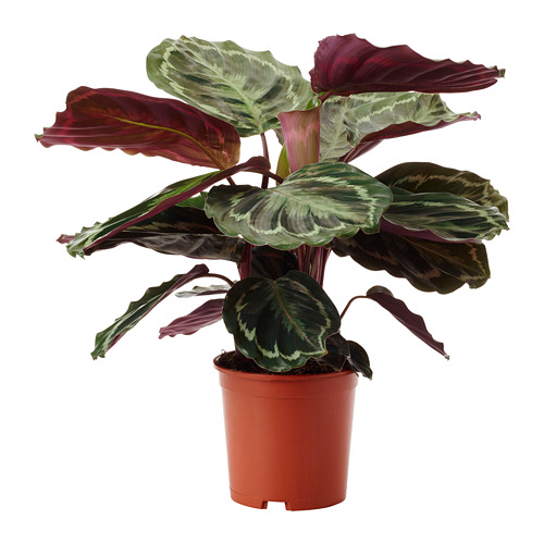 calathea-potted-plant__0574213_PE668225_S4.JPG