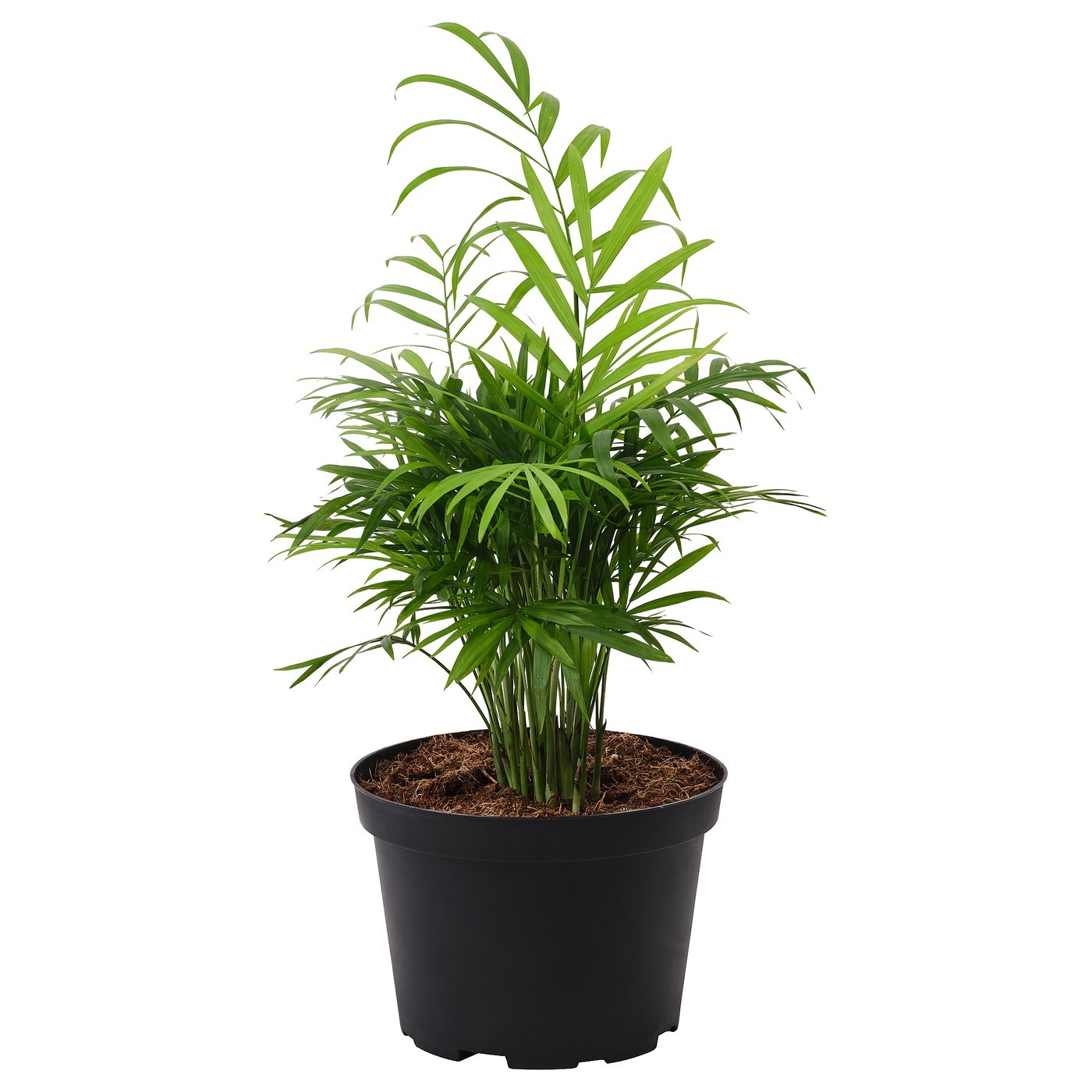 CHAMAEDOREA ELEGANS potted plant, Parlor palm, 6\, image size:1400x1400