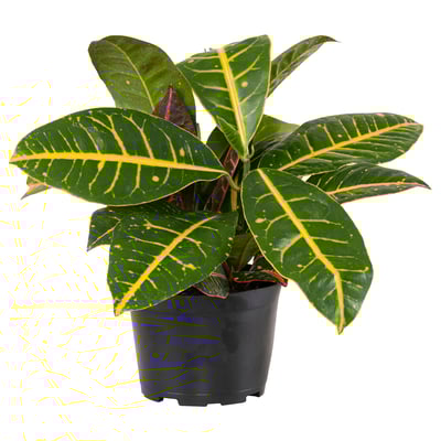 CODIAEUM Potted plant, croton, 6 "