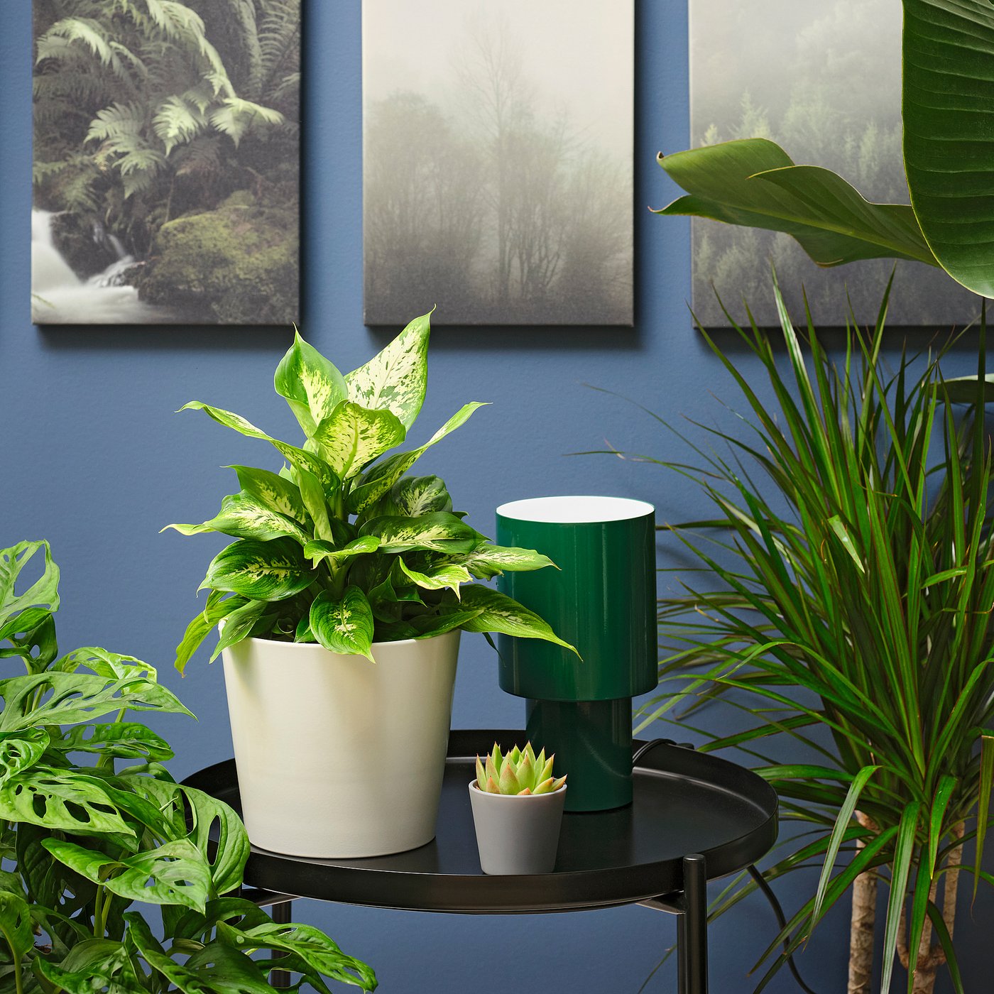 Potted plant, dumb cane assorted species plants 2