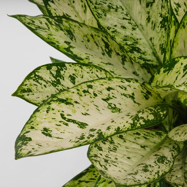DIFFENBACHIA Potted plant, dumb cane, 9 "