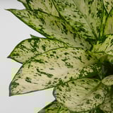 DIFFENBACHIA Potted plant, dumb cane, 9 "