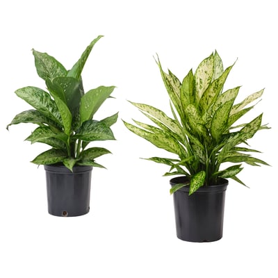 DIFFENBACHIA Potted plant, dumb cane, 9 "