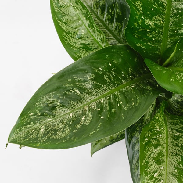 DIFFENBACHIA Potted plant, dumb cane, 9 "