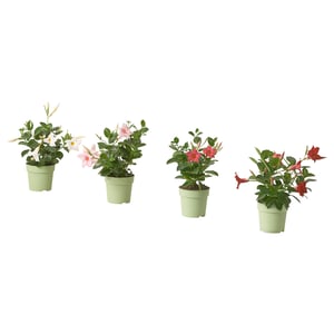 DIPLADENIA Potted plant, Mandevilla assorted species plants, 6 "