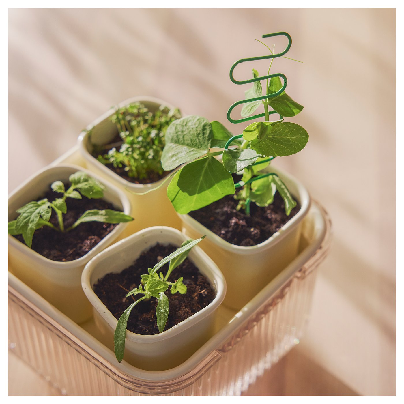 DOFTRIPS plant starter set, clear/off-white, 61/4x61/4x53/4