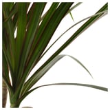 DRACAENA MARGINATA Potted plant, Dragon tree/1 stem, 4 ¼ "