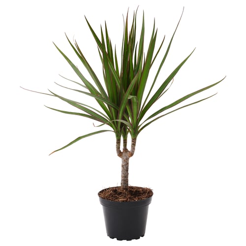 Potted dracaena plant, bright green leaves with red edges, in black plastic container.