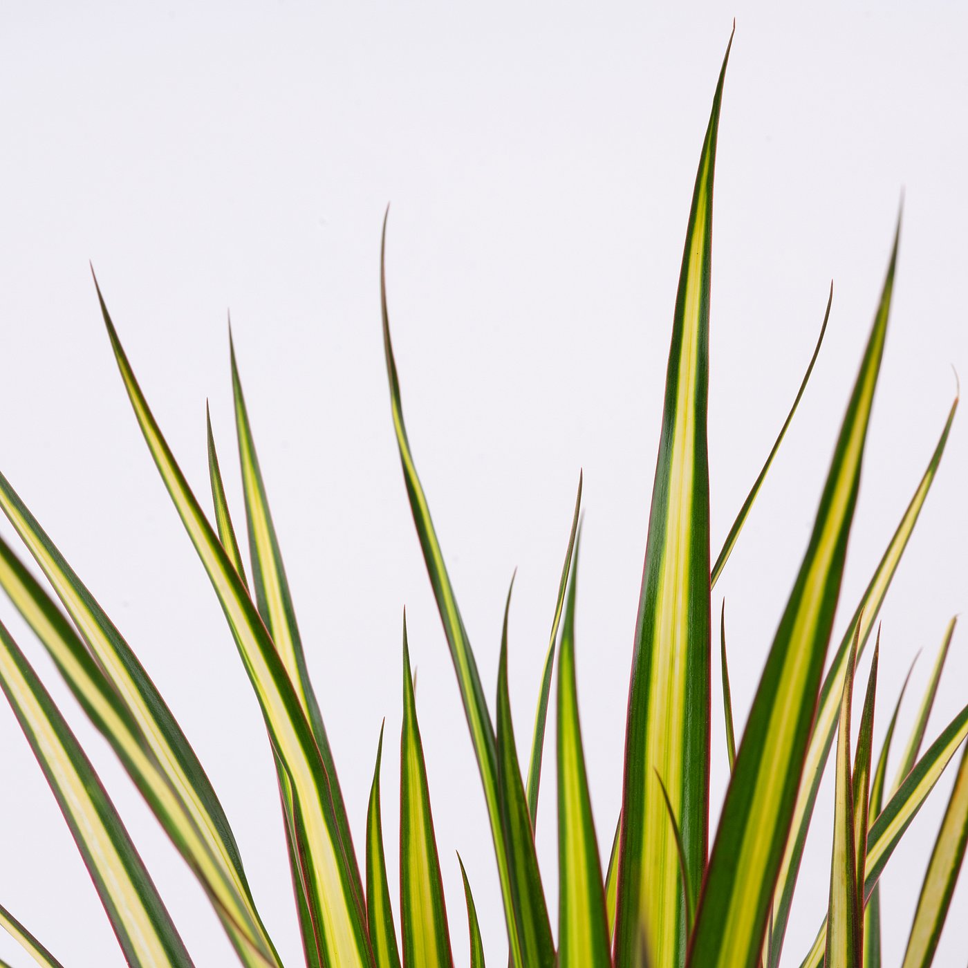 Potted plant, Dragon tree 2-stem/assorted species plants 3