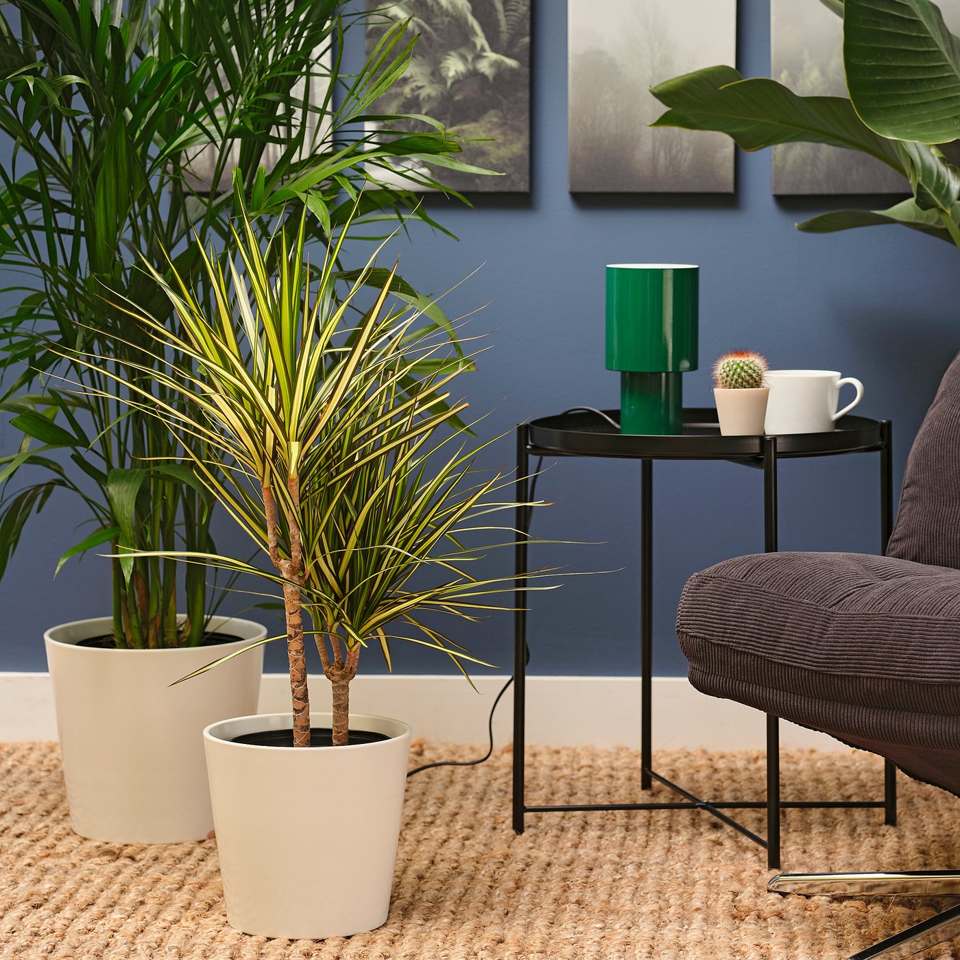 Potted plant, Dragon tree 2-stem/assorted species plants 2