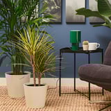 DRACAENA MARGINATA Potted plant, Dragon tree 2-stem/assorted species plants, 8 "