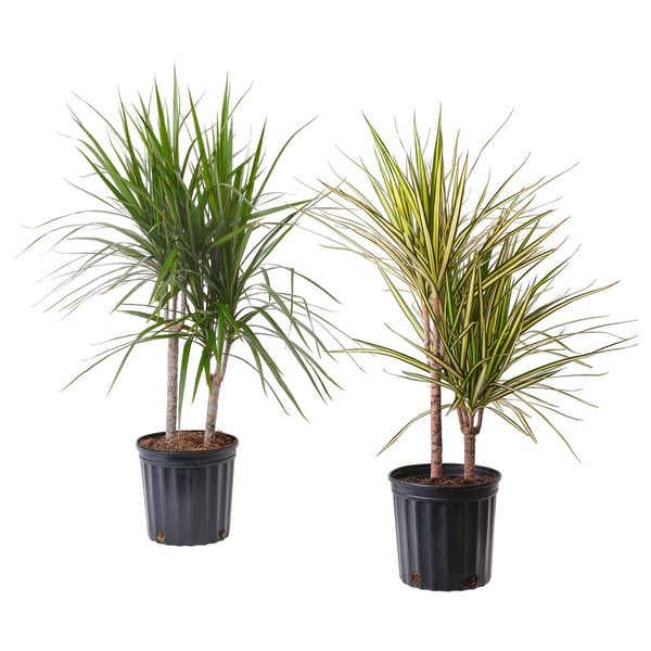 DRACAENA MARGINATA Potted plant, Dragon tree 2-stem/assorted species plants, 8 "