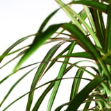 DRACAENA MARGINATA Potted plant, Dragon tree/3-stem, 8 "