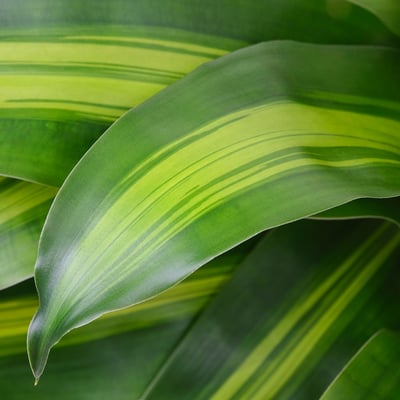 DRACAENA MASSANGEANA Potted plant, Dom plant 2-stem, 9 "