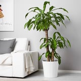 DRACAENA MASSANGEANA Potted plant, Dom plant/3-stem, 9 ½ "