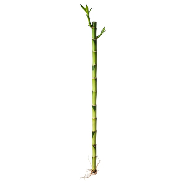 DRACAENA Plant, Lucky bamboo, 18 "