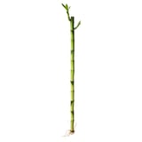 DRACAENA Plant, Lucky bamboo, 18 "