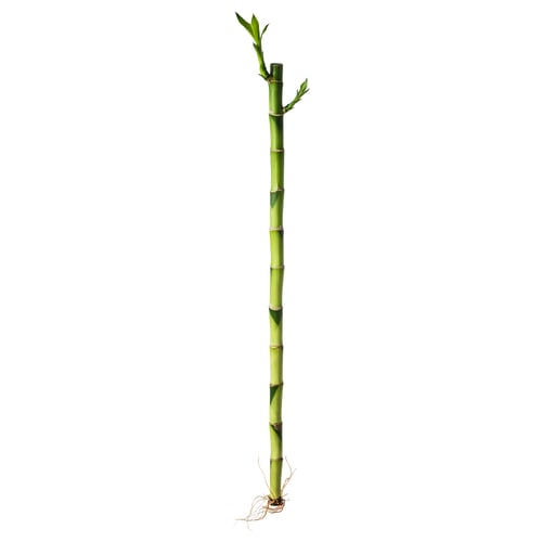 Green DRACAENA plant with leaves, in a white background.