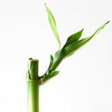 DRACAENA Plant, Lucky bamboo, 18 "