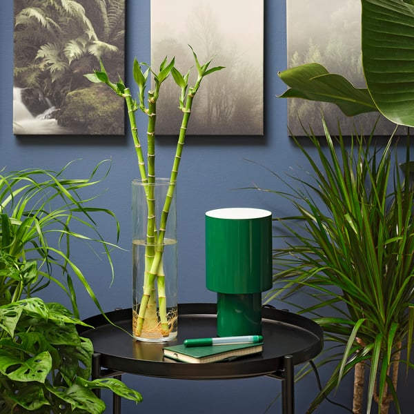 DRACAENA Plant, Lucky bamboo, 18 "