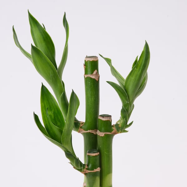 DRACAENA Plant with pot, Lucky bamboo, 2 ½ "