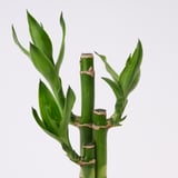 DRACAENA Plant with pot, Lucky bamboo, 2 ½ "