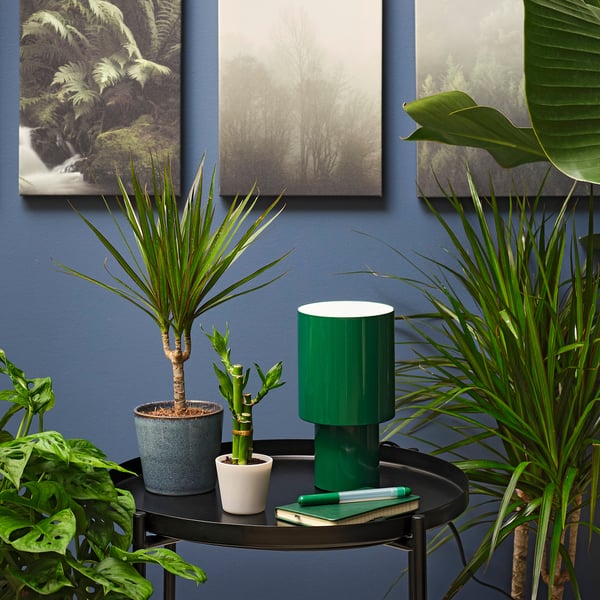 DRACAENA Plant with pot, Lucky bamboo, 2 ½ "