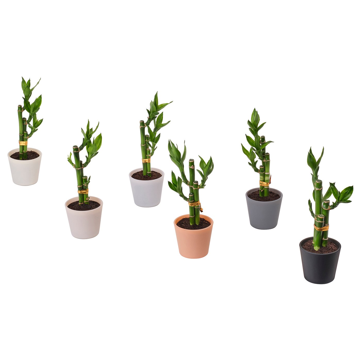 Plant With Pot, Lucky Bamboo