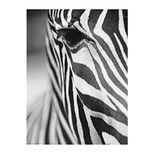 Zebra IKEA BILD: A Comprehensive Guide to the Digital Art Frame that Brings Your Photos to Life