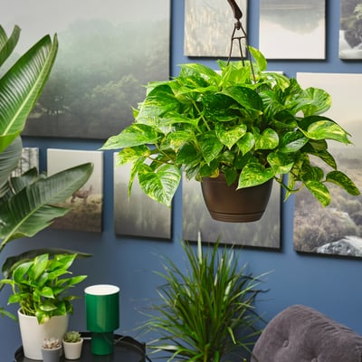 EPIPREMNUM Hanging plant, assorted species plants Golden Pothos, 8 "